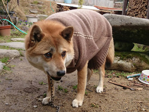 柴犬セーター