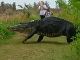 のっそり歩く姿に圧倒される……！　巨大なワニがフロリダ州の公園で撮影され話題に