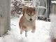 雪の中に打ち上げられた「柴犬ロケット」がかわいすぎる！