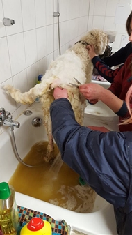 モサモサに虐待された犬など、50匹以上の動物がドイツで救出