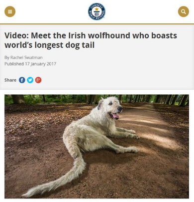 ギネス 犬 尻尾 長さ 2017 世界記録