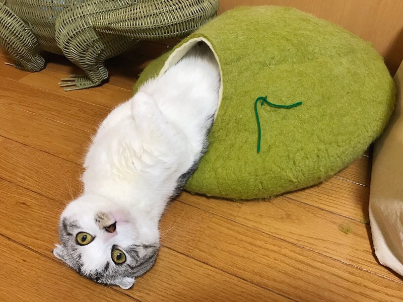 帰ってきたら 羽化してた 繭からぬるりと体を現す謎ポーズの猫が激写される ねとらぼ