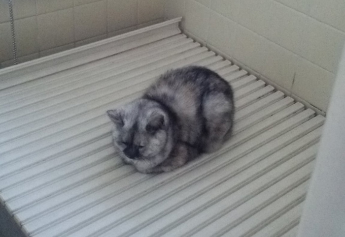 浴槽のふたが温まるまで待機だニャ 寒い風呂場で丸くなる猫が健気 もっといい場所を教えてあげたい ねとらぼ