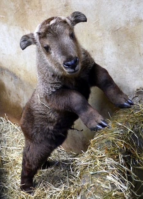 あらかわいい 多摩動物公園でゴールデンターキンの赤ちゃんを公開 1月生まれの男の子だよー ねとらぼ