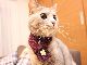 にゃんだか心までぽっかぽか　ネコちゃんの首元をオシャレに彩る猫専用マフラーがかわいい
