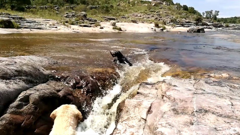 見事な口キャッチ 川で流されるワンちゃんを別のワンちゃんが救助する動画がドラマチック ねとらぼ