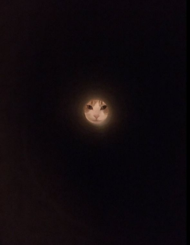 猫満月