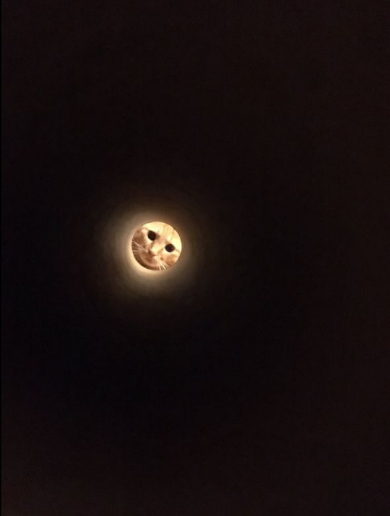 輝きを増す猫満月