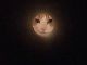 神秘的な“猫満月”写真　猫と筒とカメラだけで誰でも簡単に撮れるよ！