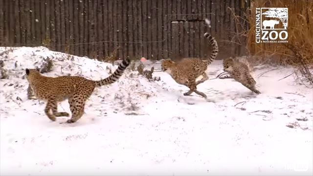 速い かわいい チーターの子どもたち 初めての雪の中を楽しく駆け回る ねとらぼ