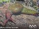 新たなカタツムリがオーストラリアで発見　赤と緑の体色が刺激的