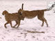 速い！　かわいい！　チーターの子どもたち、初めての雪の中を楽しく駆け回る