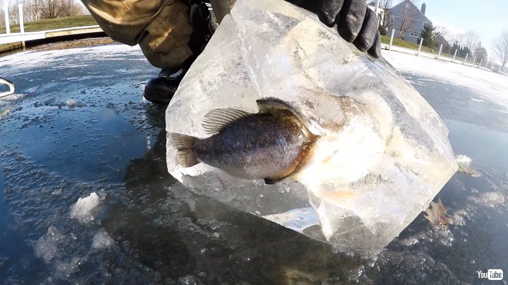 魚が魚を丸のみしようとしてる状態で氷漬けに 湖の表面で凍った2匹の写真がfacebookに投稿され話題に ねとらぼ