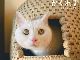 隠れるニャンコがたまらなくかわいい！　岩合光昭さんの猫写真の切手セット、2月22日に登場！