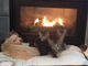 暖炉の前で温まるワンコと猫ちゃん、「ご飯だよ」と呼ばれたところ……