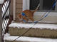 初めて雪の中を散歩　猫ちゃんたちの反応は……？