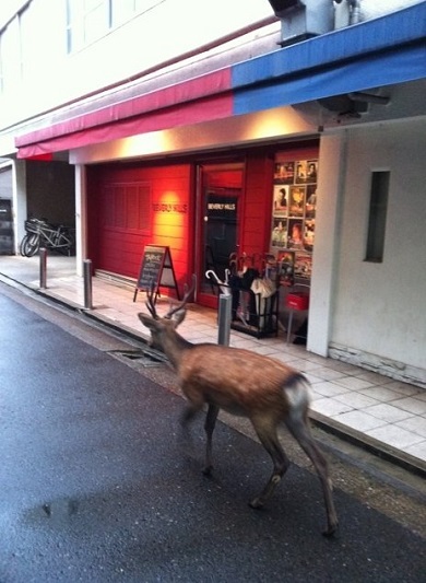 鹿 どうもビートルズです 横断歩道を渡る3匹の鹿が完全にアビイ