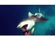 猛突進するサメをモリで撃退　とあるダイバーの主観映像が大迫力