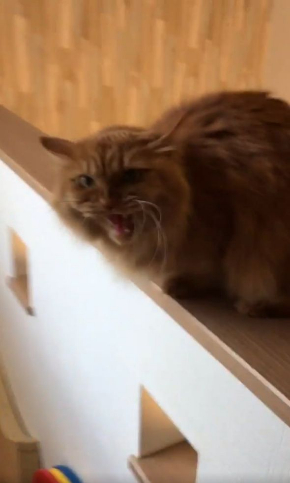 猫 猫カフェ 浮気 匂い ブチギレ