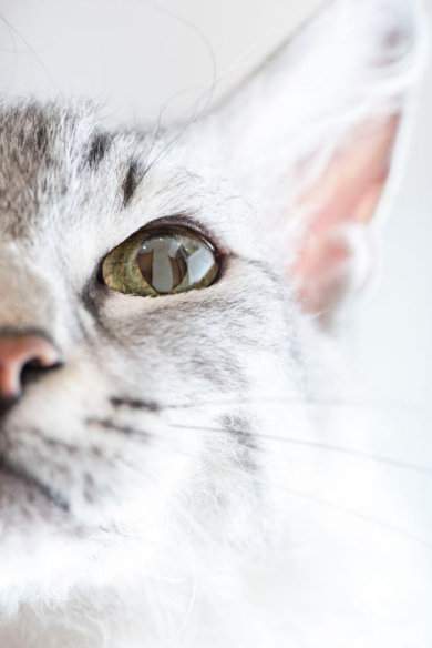 世界一美しい猫たち ラパーマ 五十川満 写真集 写真展