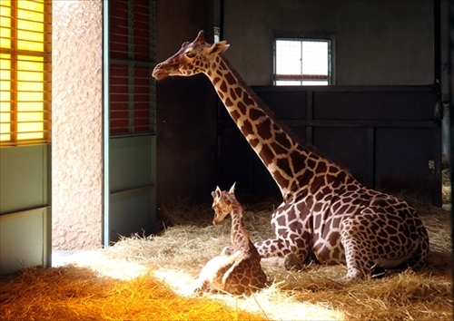 はじめまして 首にょいーん 多摩動物公園でキリンの赤ちゃんが誕生 ねとらぼ