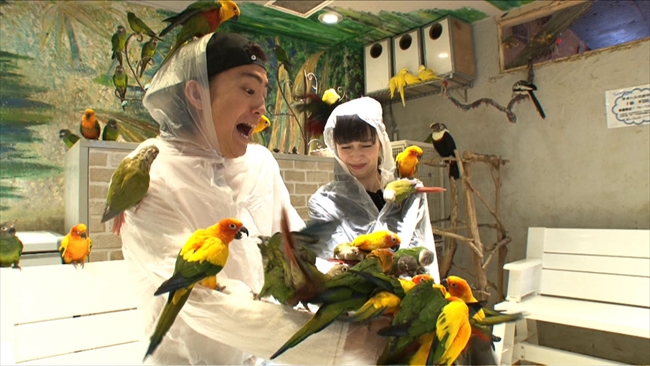 鳥多すぎぃ Tbs 生き物にサンキュー 2時間スペシャルが鳥パラダイスになりそうな予感 ねとらぼ