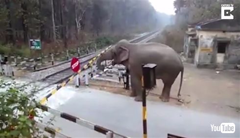 「ちょっと通りますよ」インドでゾウが踏切を突破する動画　長い鼻で遮断器を丁寧に持ち上げる