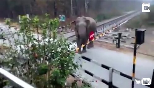 「ちょっと通りますよ」インドでゾウが踏切を突破する動画　長い鼻で遮断器を丁寧に持ち上げる