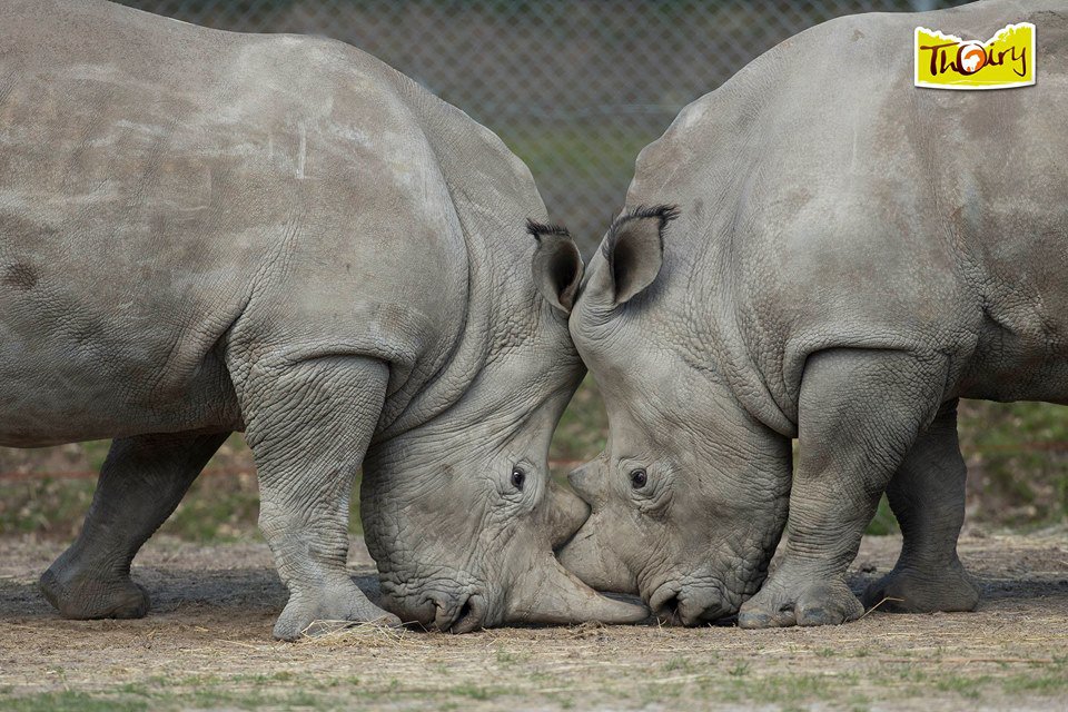 フランスの動物園でシロサイが殺される 密猟者が サイの角 目当てに侵入し射殺 ねとらぼ