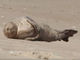アザラシの子ども、浜辺でひなたぼっこ中。あまりの心地よさに……