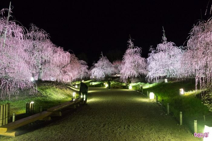 現地写真枚超 三重 鈴鹿の森庭園 見ごろのしだれ梅 今年からライトアップ ねとらぼ