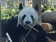 上野動物園が開園135周年記念で無料開園　パンダやアイアイやハシビロコウに会える