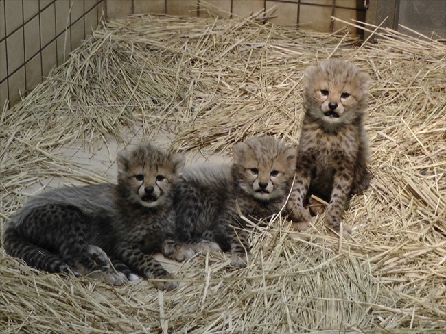 かわいすぎて公開が待ちどおしい 多摩動物公園 チーターの三つ子ちゃんの名前が決定 ねとらぼ