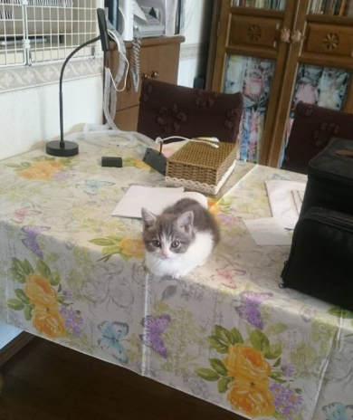 猫 テーブル 降りる 怖く 寝る