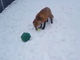 もふもふのキツネさん、雪の中のボール遊びがかわいい！
