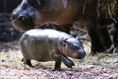 タロンガ動物園コビトカバの赤ちゃん誕生