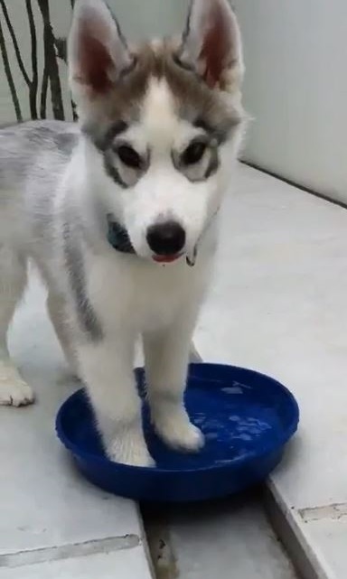 バシャバシャ むっ 自分の飛ばした水に驚くハスキー犬がかわいい ねとらぼ
