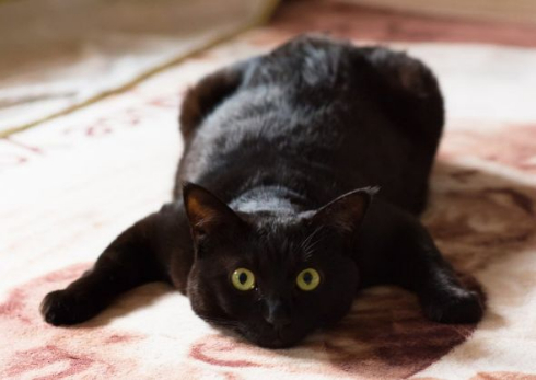 黒 猫 ホットカーペット 温かさ 味わう