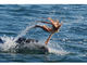 イルカはタコを放り投げて水面にたたきつける　豪大学研究