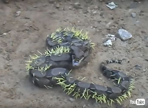 ヤマアラシ蛇
