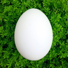 Twitterの卵アイコン難民集まれ 草花などと一緒に撮影した卵の