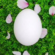 Twitterの卵アイコン難民集まれ 草花などと一緒に撮影した卵のフリー素材がステキ ねとらぼ