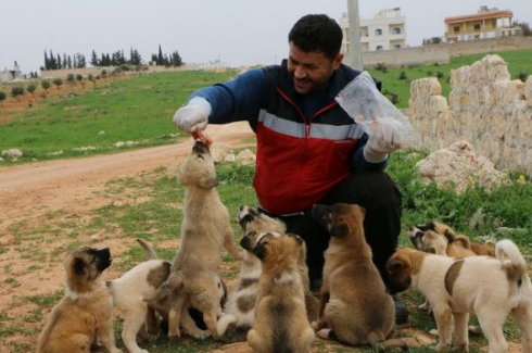 シリア アレッポ 猫 犬 救助 ノーベル平和賞