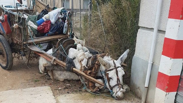 道端に倒れたまま放置されていたロバが救出される ボロボロの衰弱状態から元気な姿に ねとらぼ
