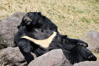 アフリカンサファリヒマラヤグマ