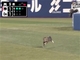 野球のDeNA-阪神戦、緊迫の場面にニャンと助っ人が乱入　同じネコ科のタイガースにエールを送る