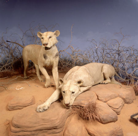数十人を殺した ツァボの人食いライオン が人を食べたのはなぜ 米大学が研究 ねとらぼ