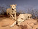 数十人を殺した「ツァボの人食いライオン」が人を食べたのはなぜ？　米大学が研究
