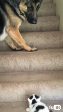階段をうまくのぼれない子猫とそれを手助けするシェパードにほっこり ねとらぼ