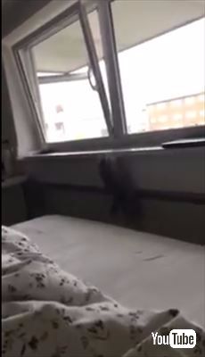 ジャンプに失敗する猫